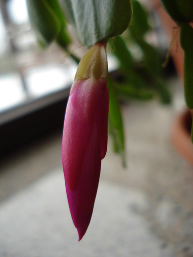 Pink Christmas Cactus (2009, Dec.18)