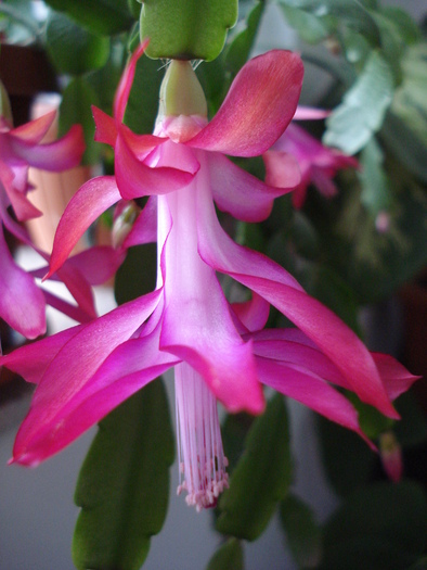 Pink Christmas Cactus (2009, Dec.18) - Schlumbergera Pink