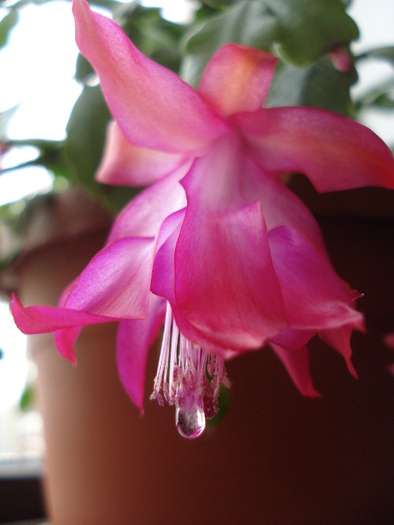Pink Christmas Cactus (2009, Dec.18) - Schlumbergera Pink