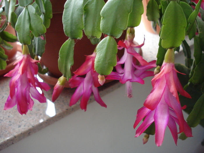 Pink Christmas Cactus (2009, Dec.20)