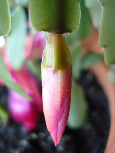 Pink Schlumbergera (2010, April 29) - Schlumbergera Pink