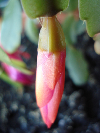 Pink Schlumbergera (2010, May 03) - Schlumbergera Pink