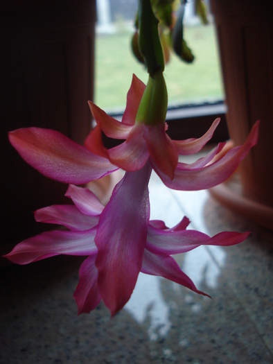 Pink Schlumbergera (2011, March 18) - Schlumbergera Pink