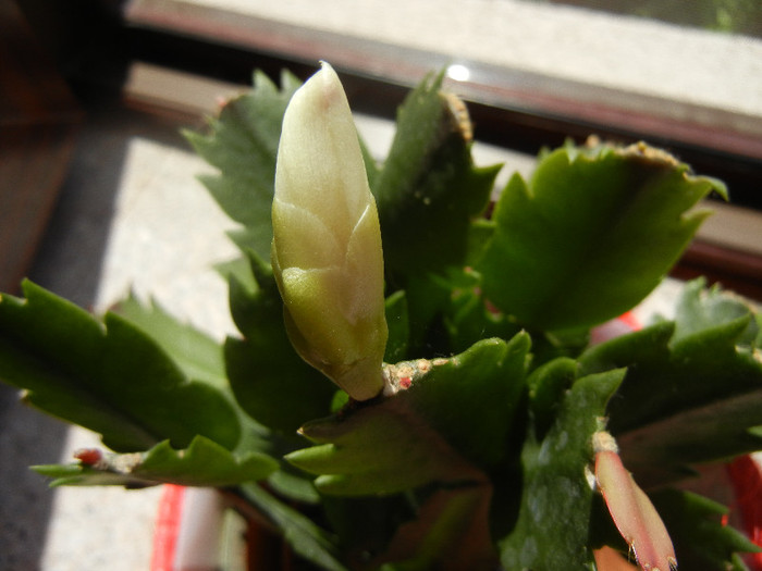 White Schlumbergera (2012, June 10) - Schlumbergera White