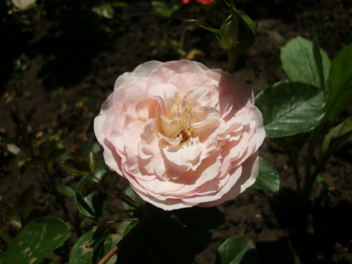 mini eden rose - Trandafiri si clematite 2012