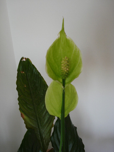 Spathiphyllum, Peace Lily 2008 - Spathiphyllum