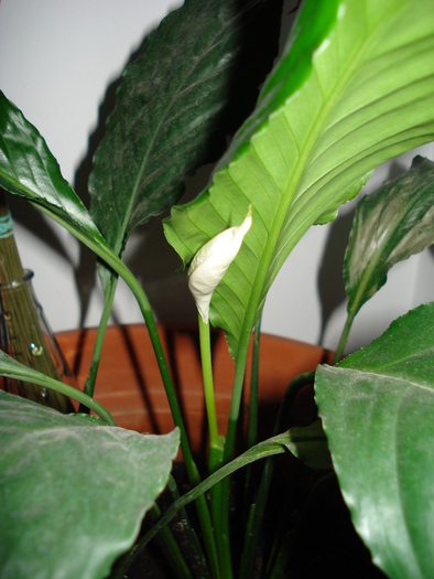 Spathiphyllum, Peace Lily 17mar09 - Spathiphyllum