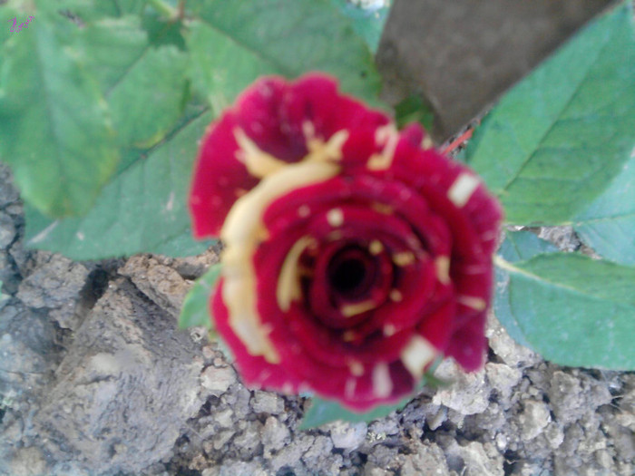 Picture 158 - trandafirii 2012