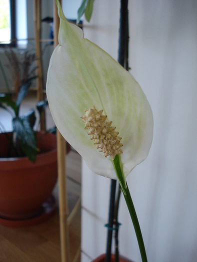 Spathiphyllum, Peace Lily 22apr09 - Spathiphyllum