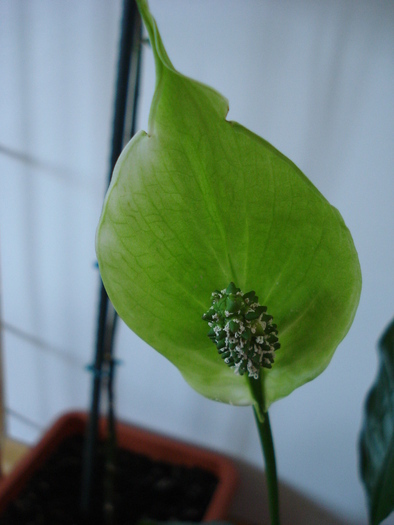 Spathiphyllum, Peace Lily 05may09