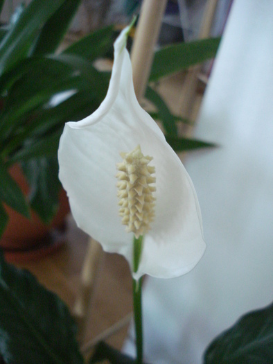 Spathiphyllum, Peace Lily 04aug09 - Spathiphyllum