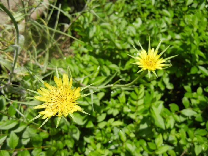 Tragopogon dubius (2012, June 02)