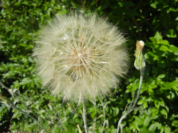 Tragopogon dubius (2012, June 10) - Tragopogon dubius_Salsify