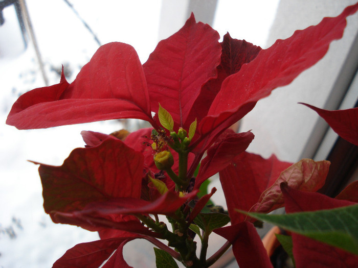 Poinsettia_Christmas Plant (2011, Mar.04) - Poinsettia Euphorbia