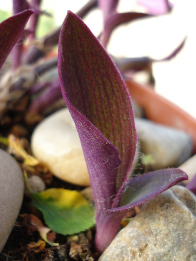 Tradescantia pallida (2009, May 15)