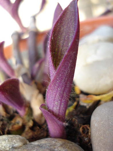 Tradescantia pallida (2009, May 15) - Tradescantia pallida