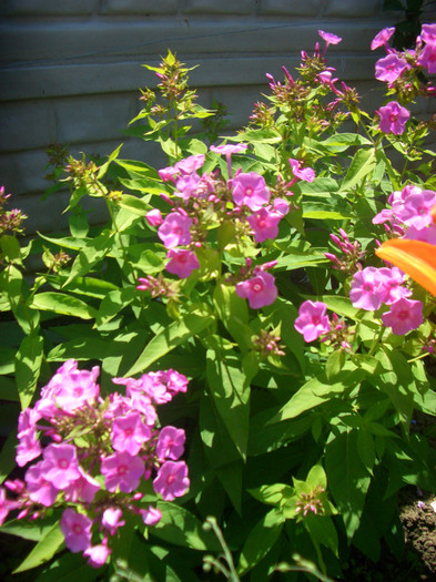phlox