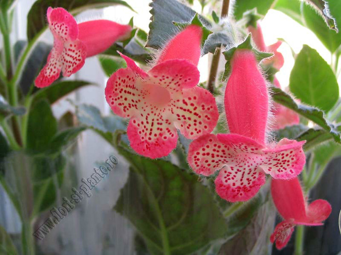 NEW - Kohleria Lima (GS); 2012
