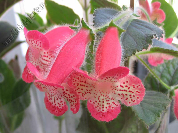 NEW - Kohleria Lima (GS); 2012
