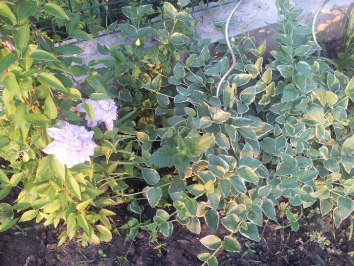 nu stiu ce planta este?//