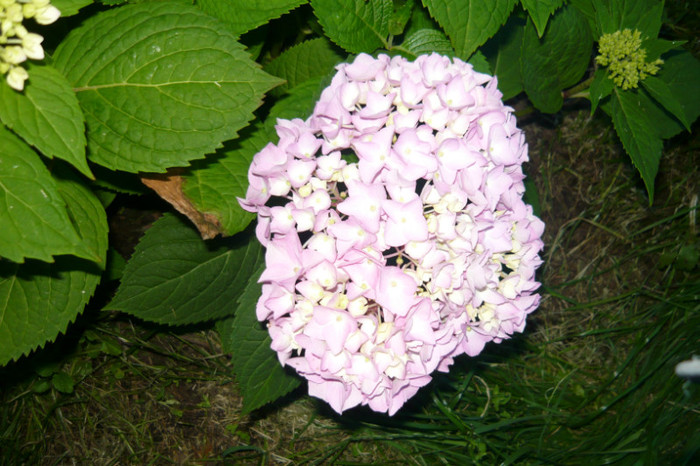 aceeasi planta - hortensia