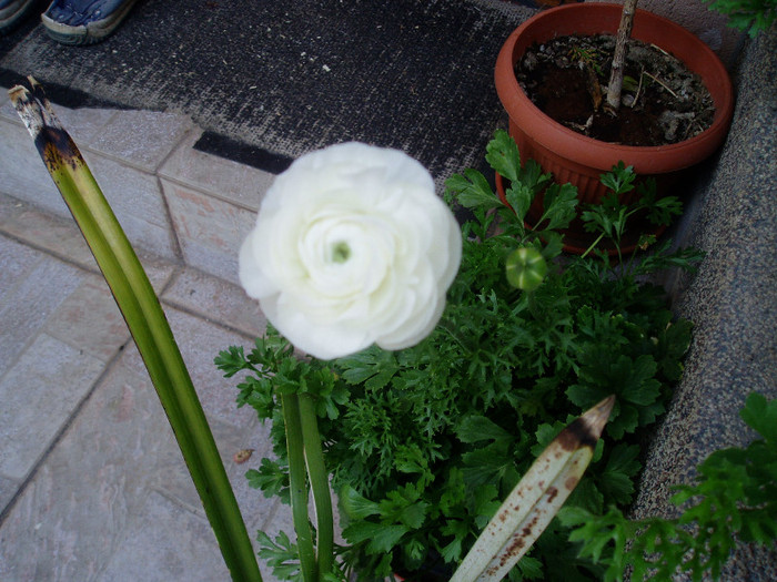 P1010489 - Ranunculus si begonii