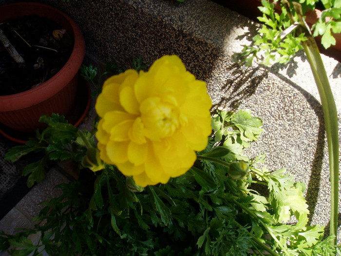 P1010615 - Ranunculus si begonii