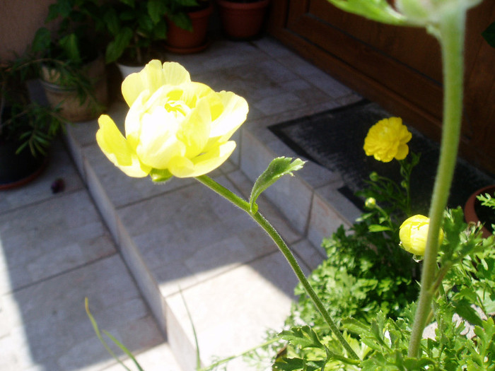 P1010617 - Ranunculus si begonii