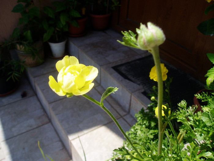 P1010618 - Ranunculus si begonii