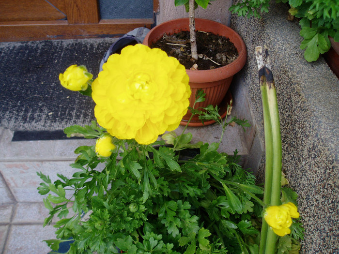 P1010647 - Ranunculus si begonii