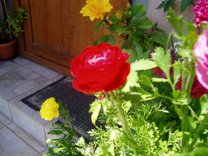 P1010619 - Ranunculus si begonii