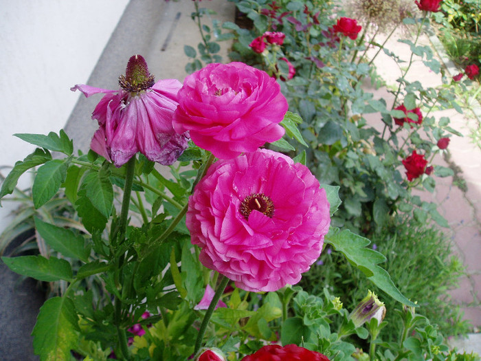 P1010640 - Ranunculus si begonii