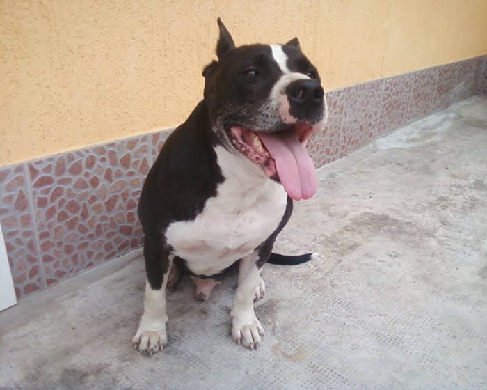 Bruno2 - pitbull