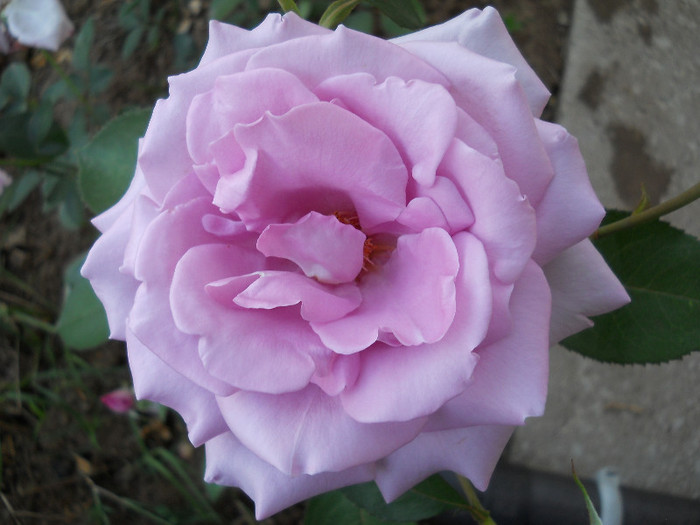 DSCN8549 - trandafiri 2012