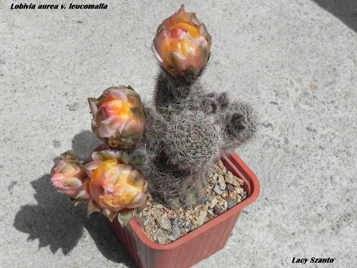 Lobivia aurea leucomalla - cactusi 2012