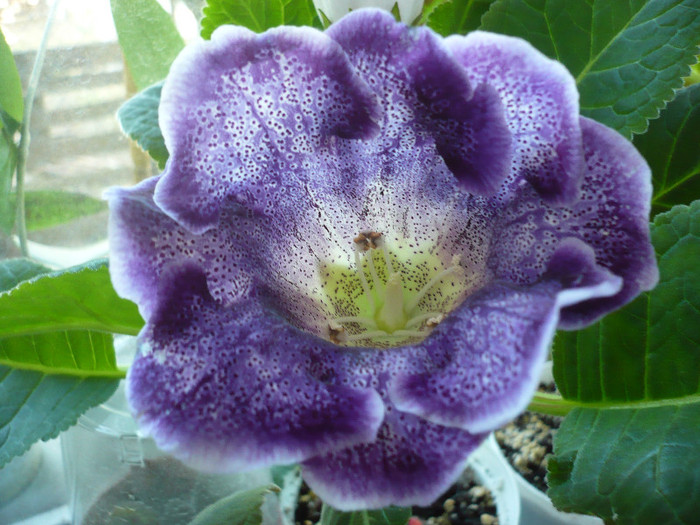 P1140521 - zzz-GLOXINIA 2012-iesite din colectie