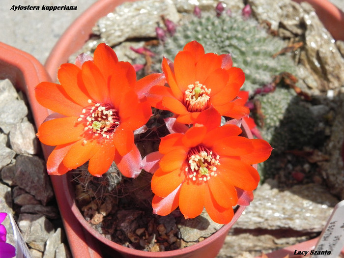 Aylostera kupperiana