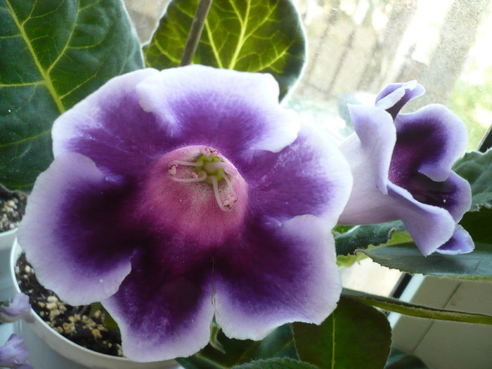 11.06.2012 - zzz-GLOXINIA 2012-iesite din colectie