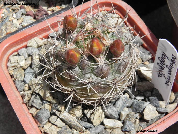 Weingartia longigiba - cactusi 2012