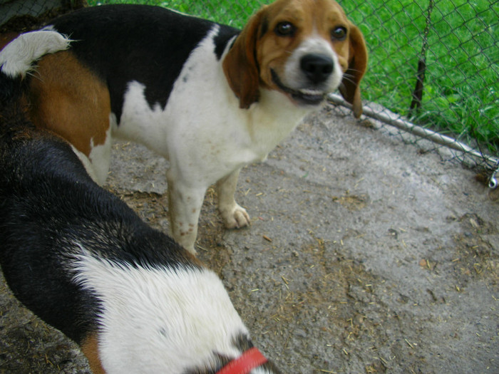 SANY3498 - Beagle