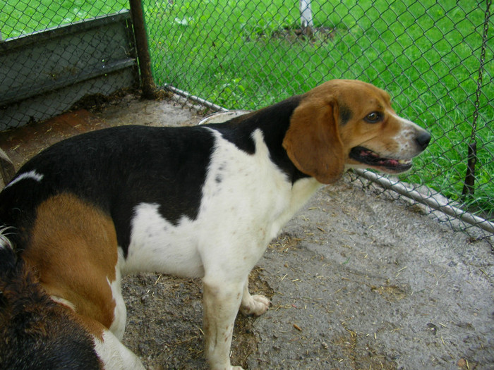 SANY3499 - Beagle