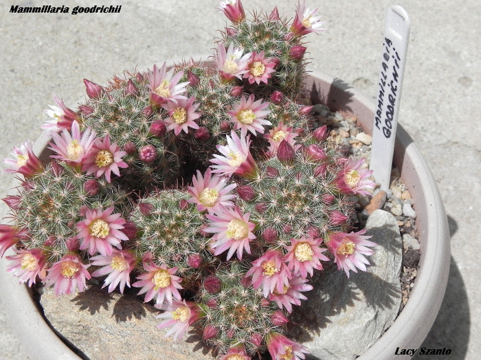 Mammillaria goodrichii