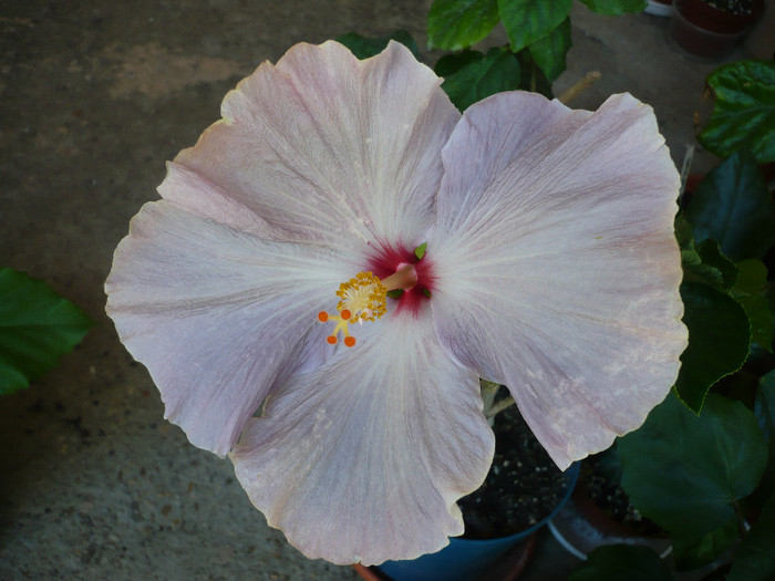 P1140541