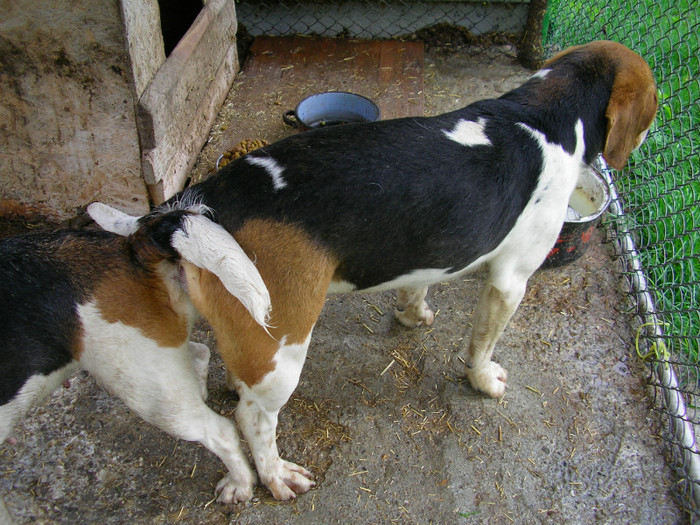 SANY3506 - Beagle