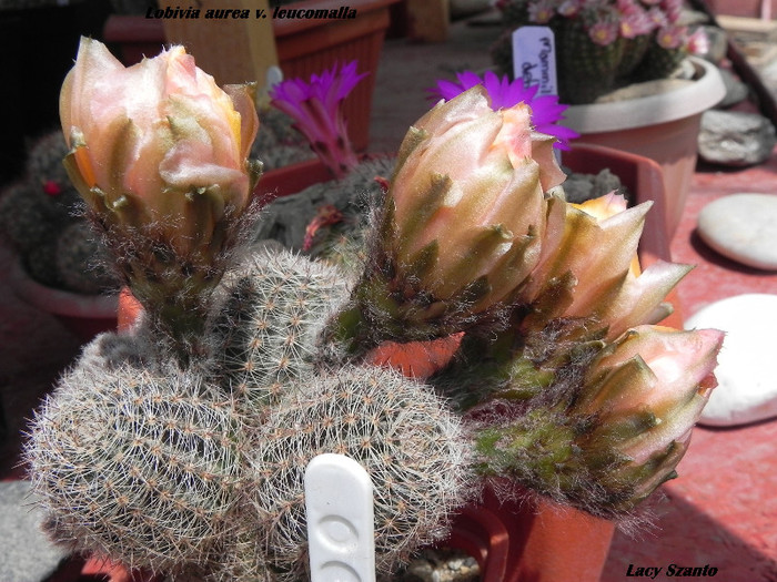 Lobivia aurea v. leucomalla - cactusi 2012