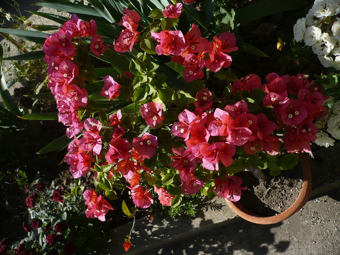 11.06.2012 - zzz-BOUGAINVILLEA-2012