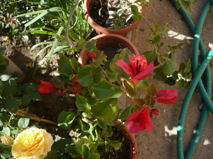 P1140550 - zzz-BOUGAINVILLEA-2012