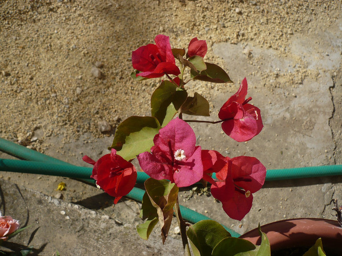 P1140551 - zzz-BOUGAINVILLEA-2012