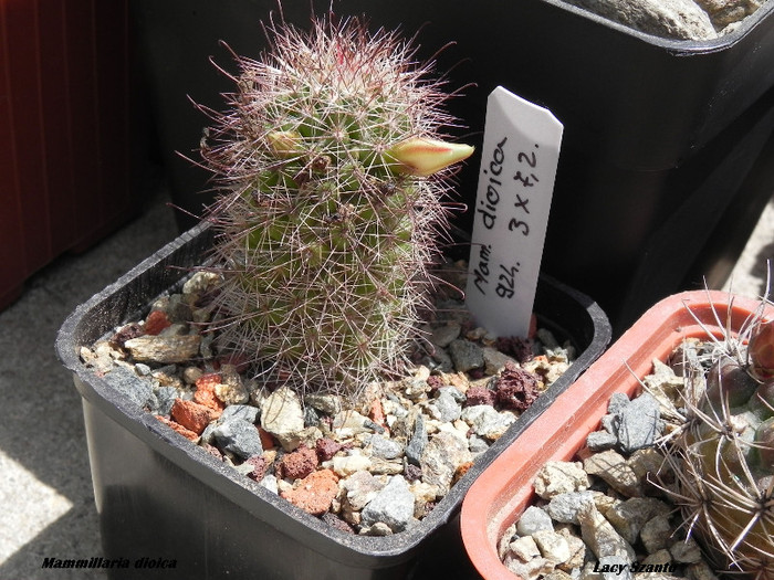 Mammillaria dioica - cactusi 2012
