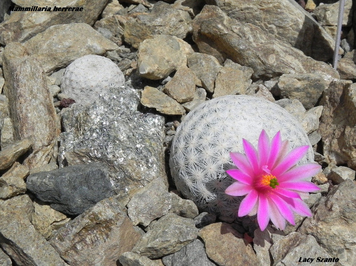 Mammillaria herrerae